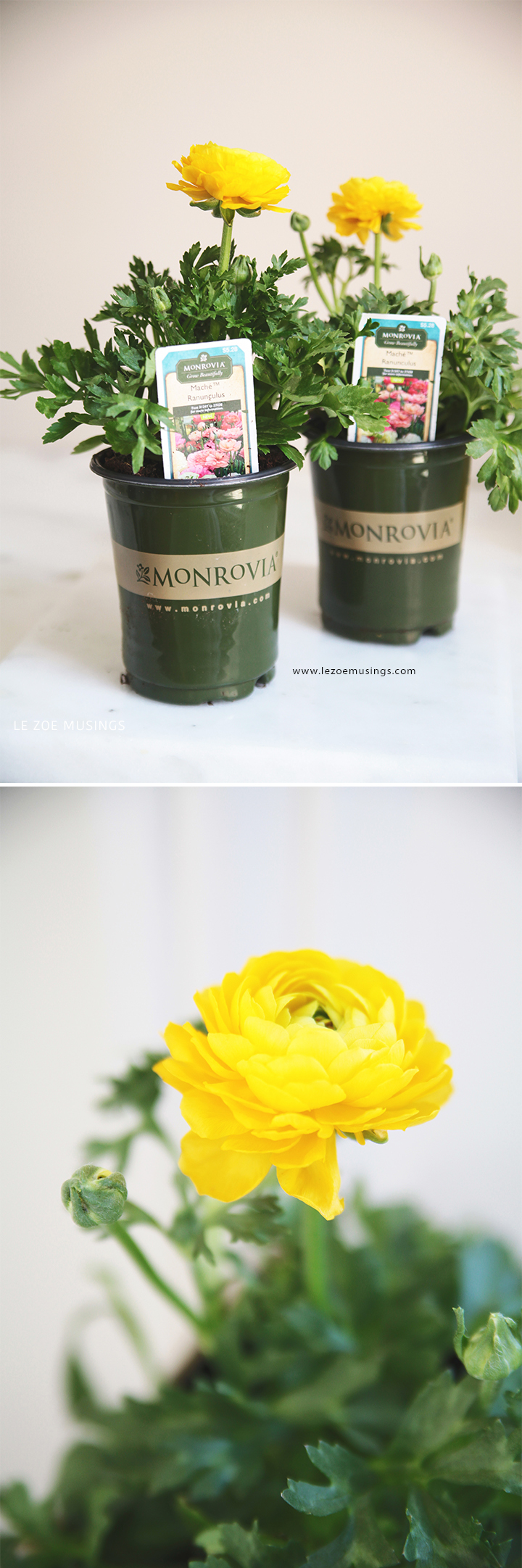 Springtime_Magic_LeZoeMusings3